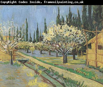 Vincent Van Gogh Orchard in Blossom,Bordered by Cypresses (nn04)